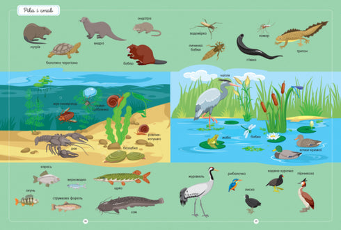 The Best Animal Dictionary