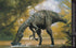 Dinosaurs. The Great Encyclopedia