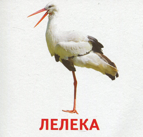 Тварини та птахи України