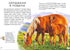 Mini-encyclopedias. All about horses (out of print)