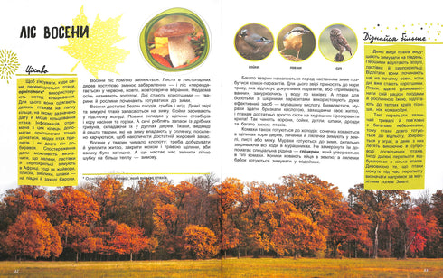 Världen och dess hemligheter: Skogens liv